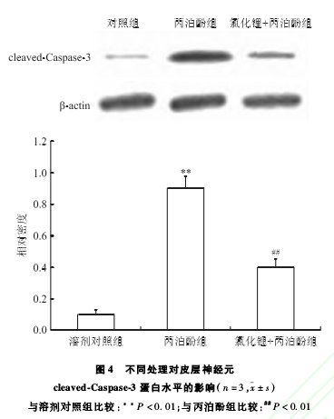 ͬ̎팦Ƥ(jng)Ԫcleaved-Caspase-3ˮƽӰ